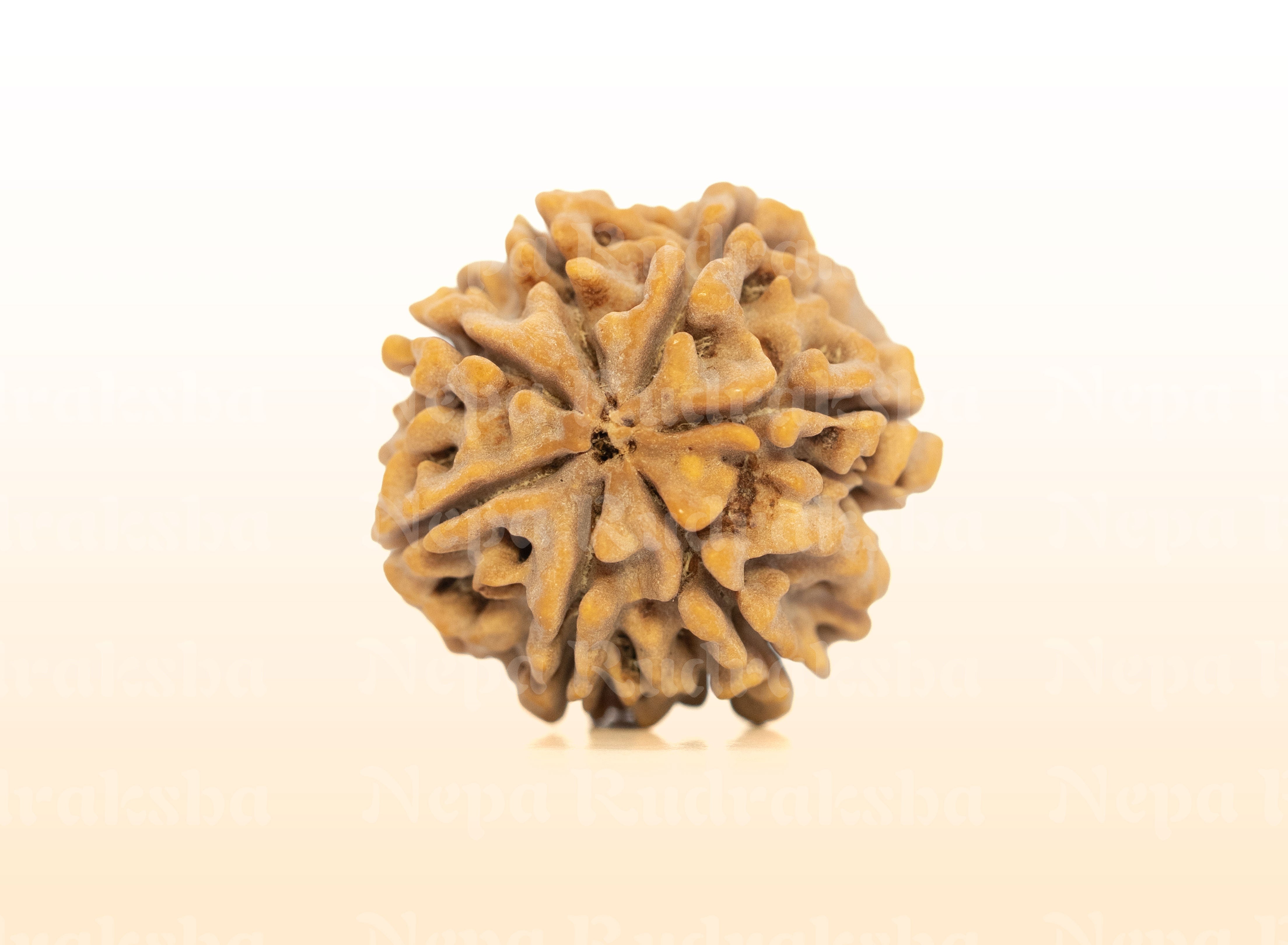 7 Mukhi (Super Collector) Rudraksha