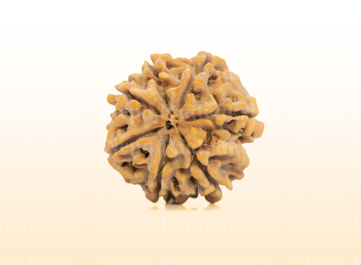 7 Mukhi (Super Collector) Rudraksha
