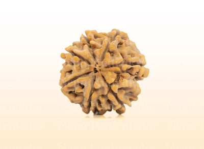 7 Mukhi (Super Collector) Rudraksha