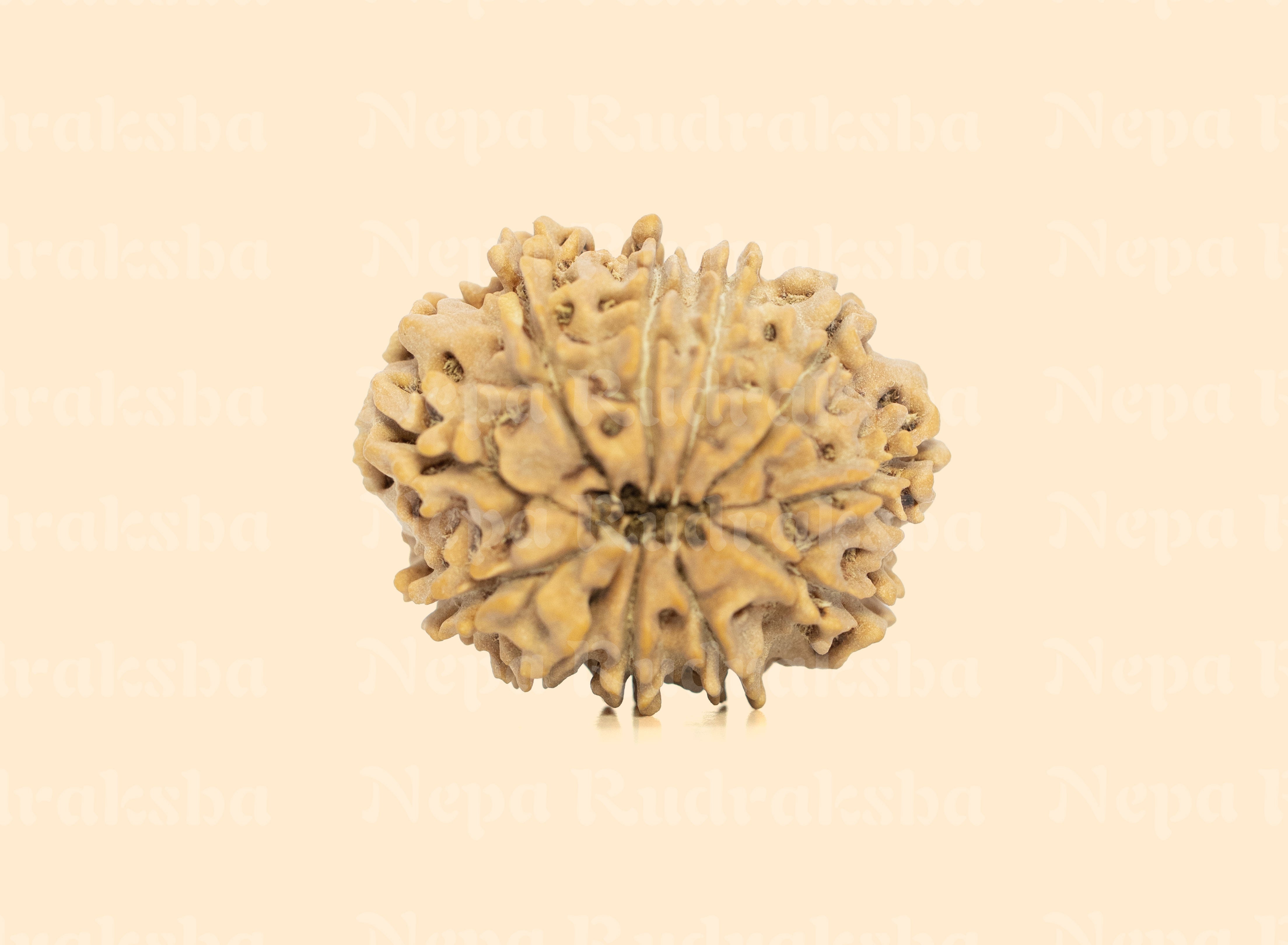 11 Mukhi (Medium) Rudraksha