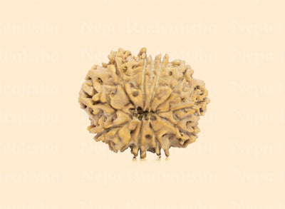 11 Mukhi (Medium) Rudraksha