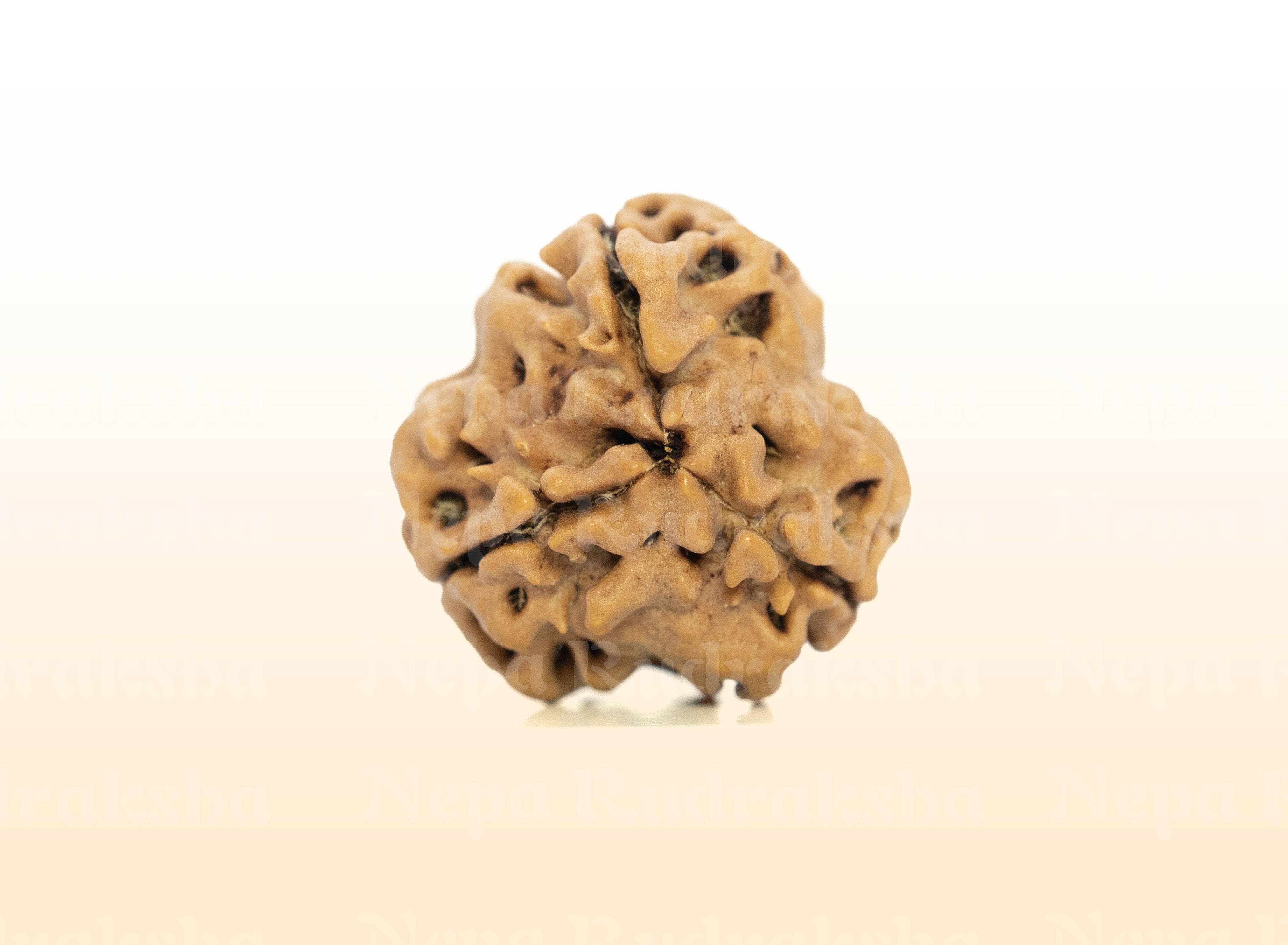 3 Mukhi (Medium) Rudraksha