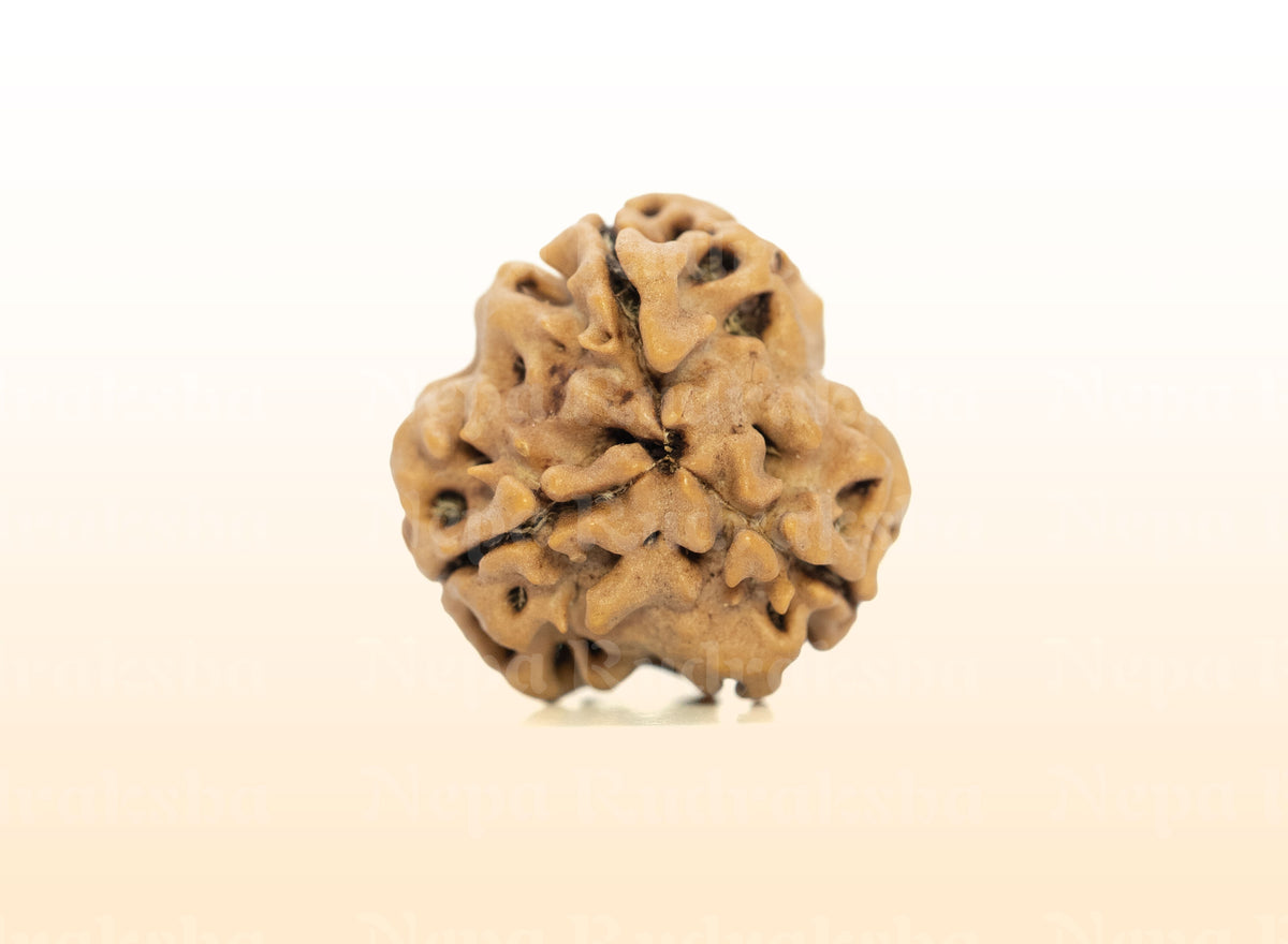 3 Mukhi (Medium) Rudraksha