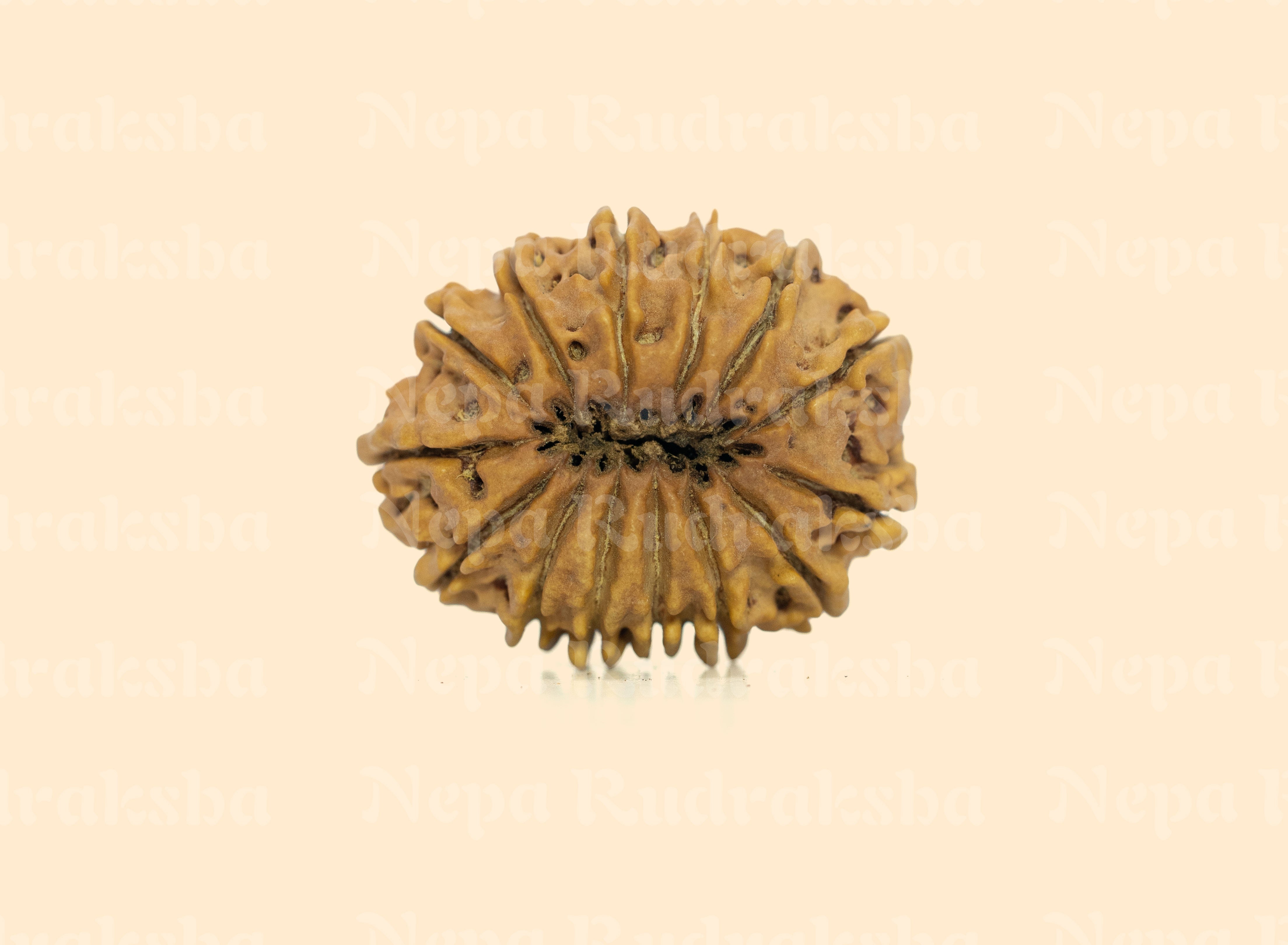 14 Mukhi (Collector) Rudraksha