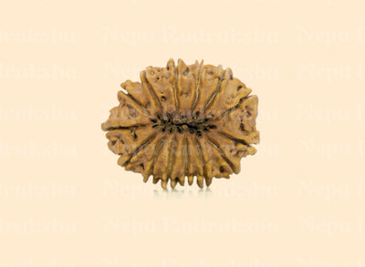 14 Mukhi (Collector) Rudraksha