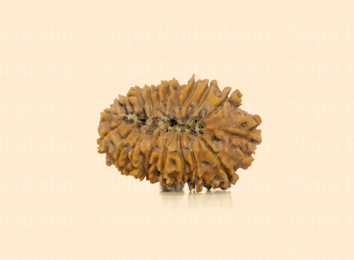18 Mukhi (Medium) Rudraksha
