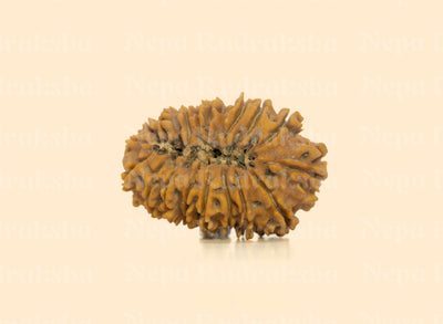 18 Mukhi (Medium) Rudraksha