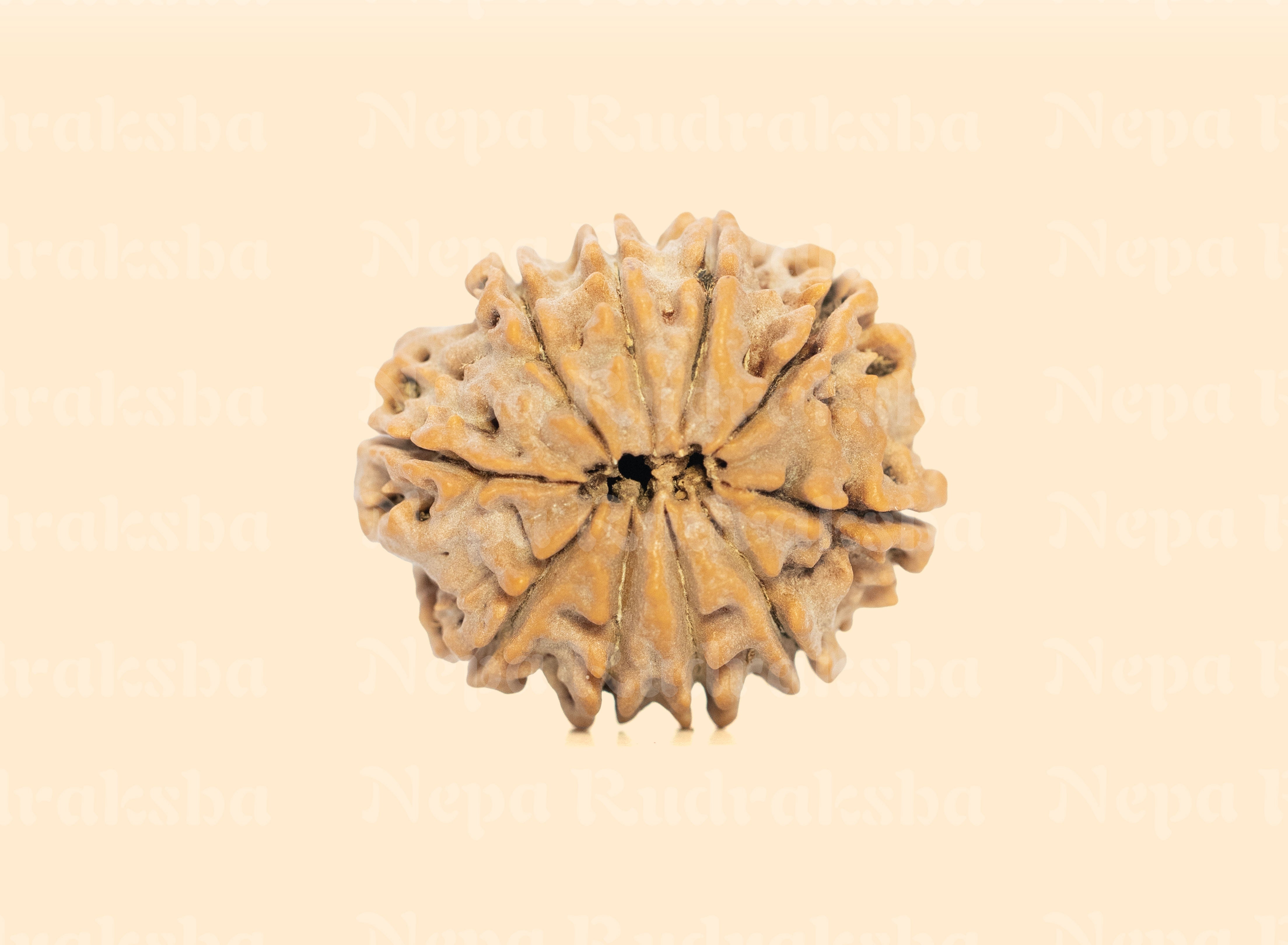 10 Mukhi (Medium) Rudraksha