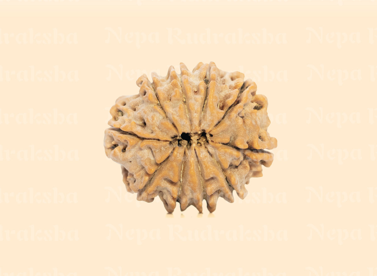 10 Mukhi (Medium) Rudraksha