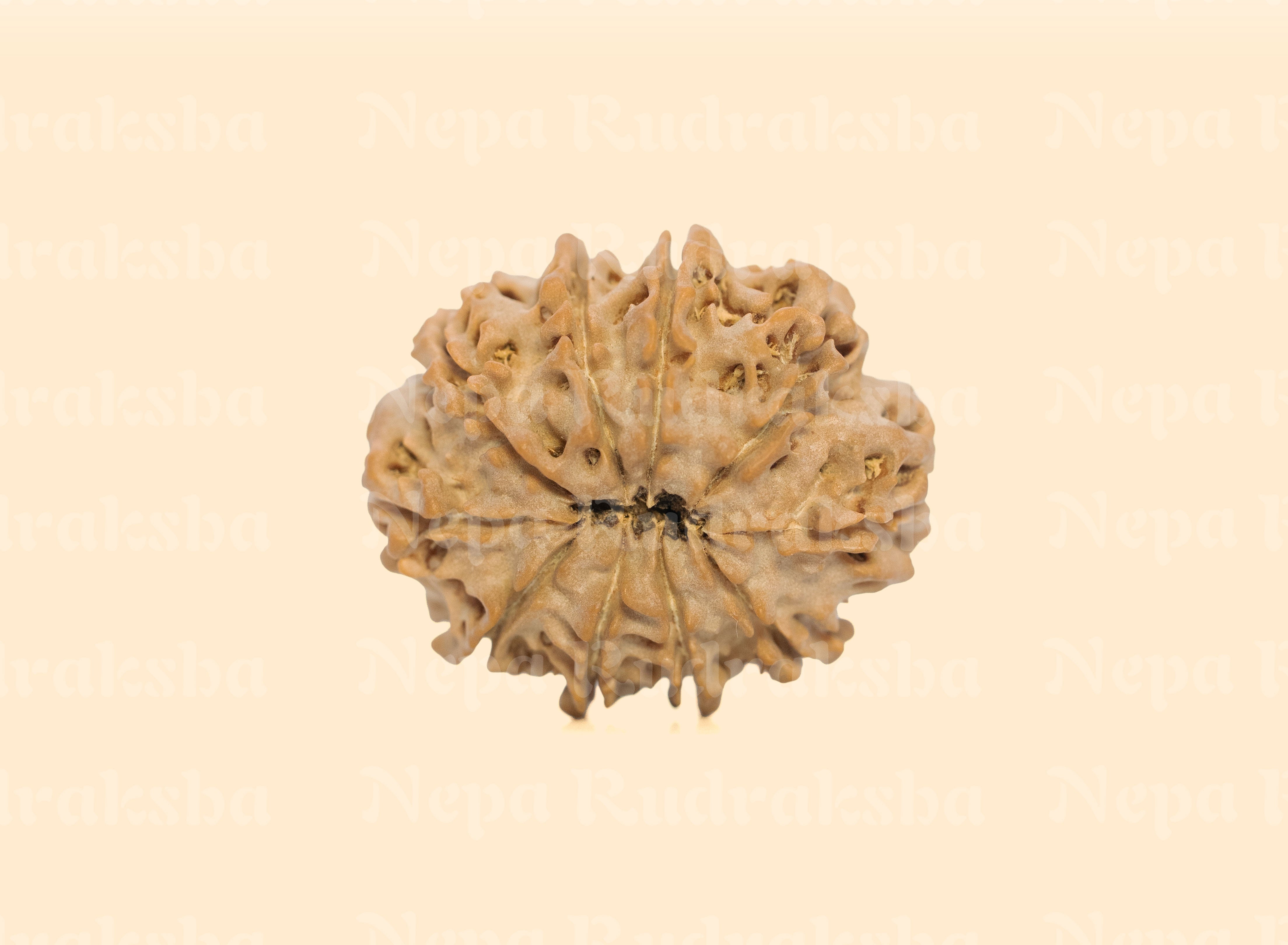 10 Mukhi (Collector) Rudraksha
