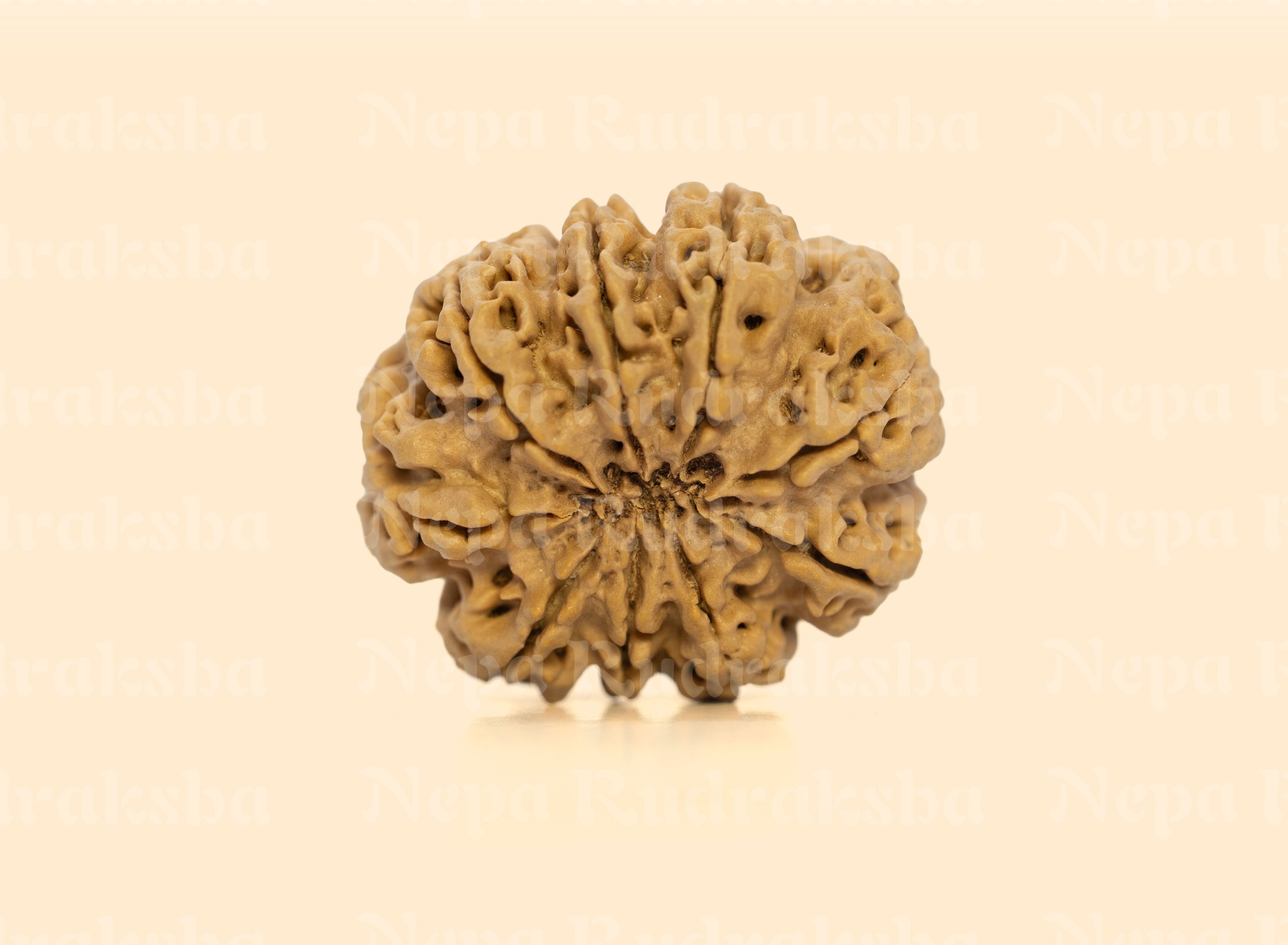 9 Mukhi (Super Collector) Rudraksha