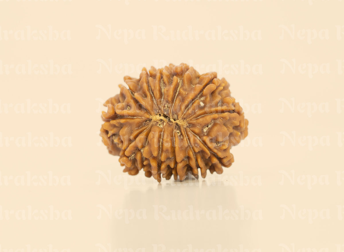 13 Mukhi (Regular)