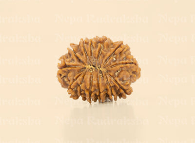 13 Mukhi (Regular)