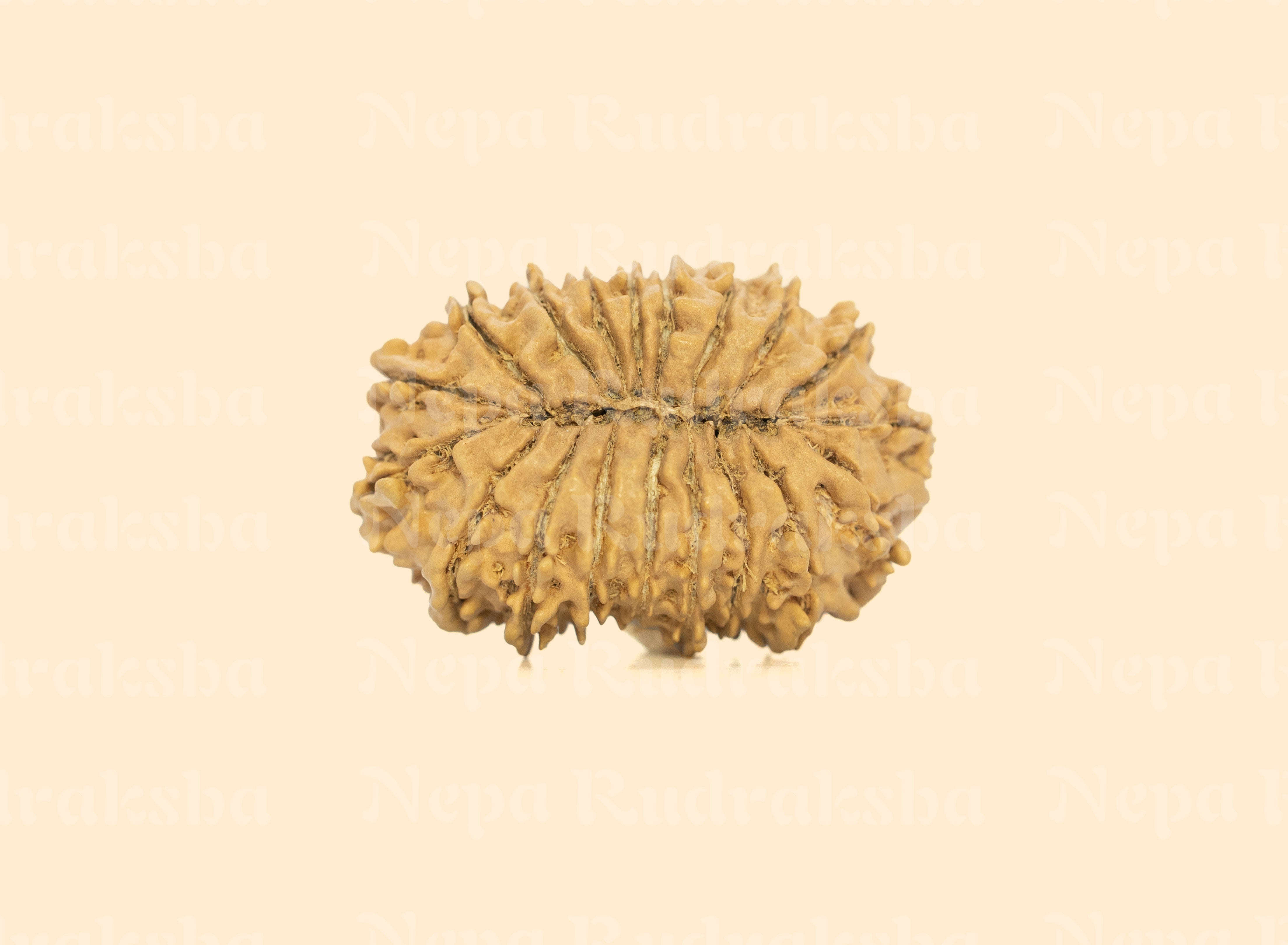19 Mukhi (Collector) Rudraksha