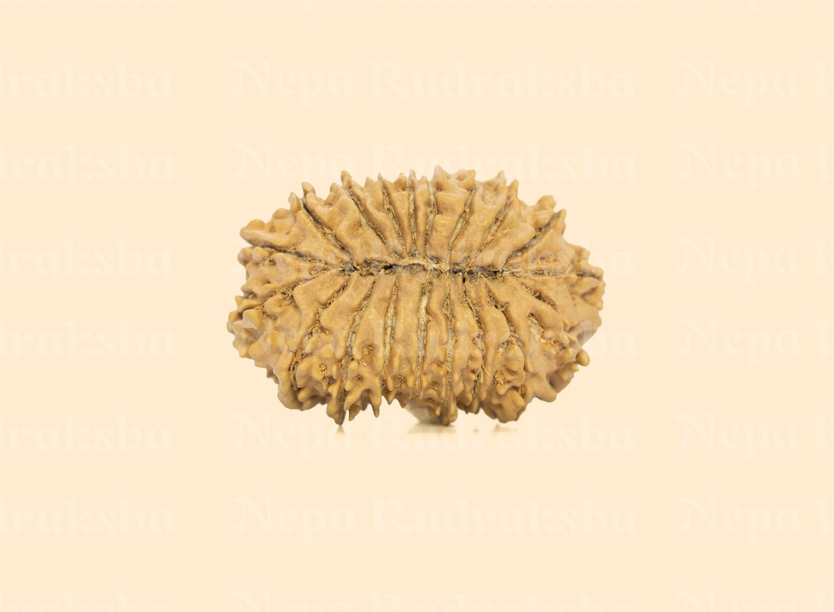 19 Mukhi (Collector) Rudraksha