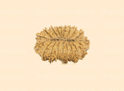 19 Mukhi (Collector) Rudraksha