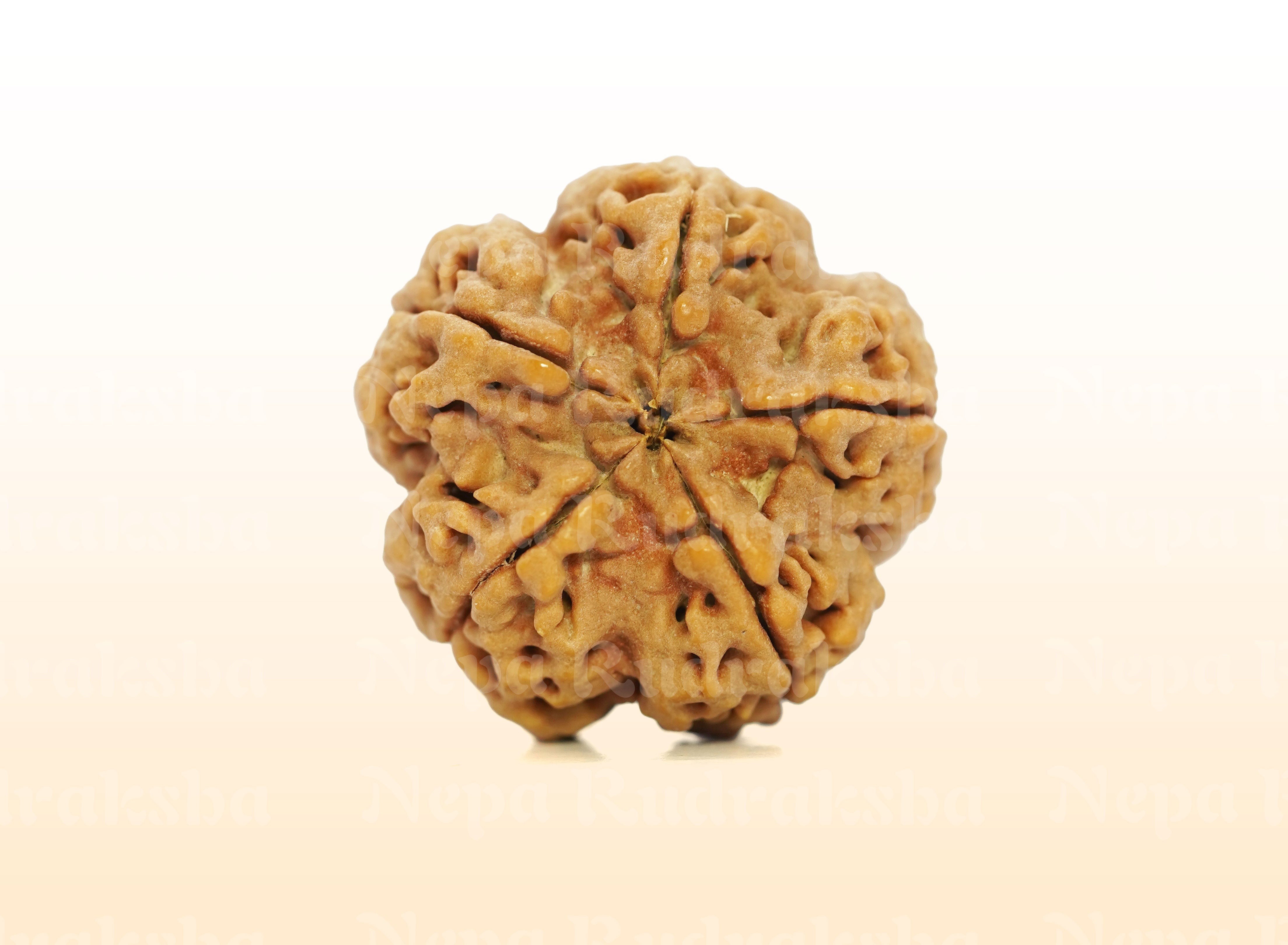 5 Mukhi (Super Collector) Rudraksha