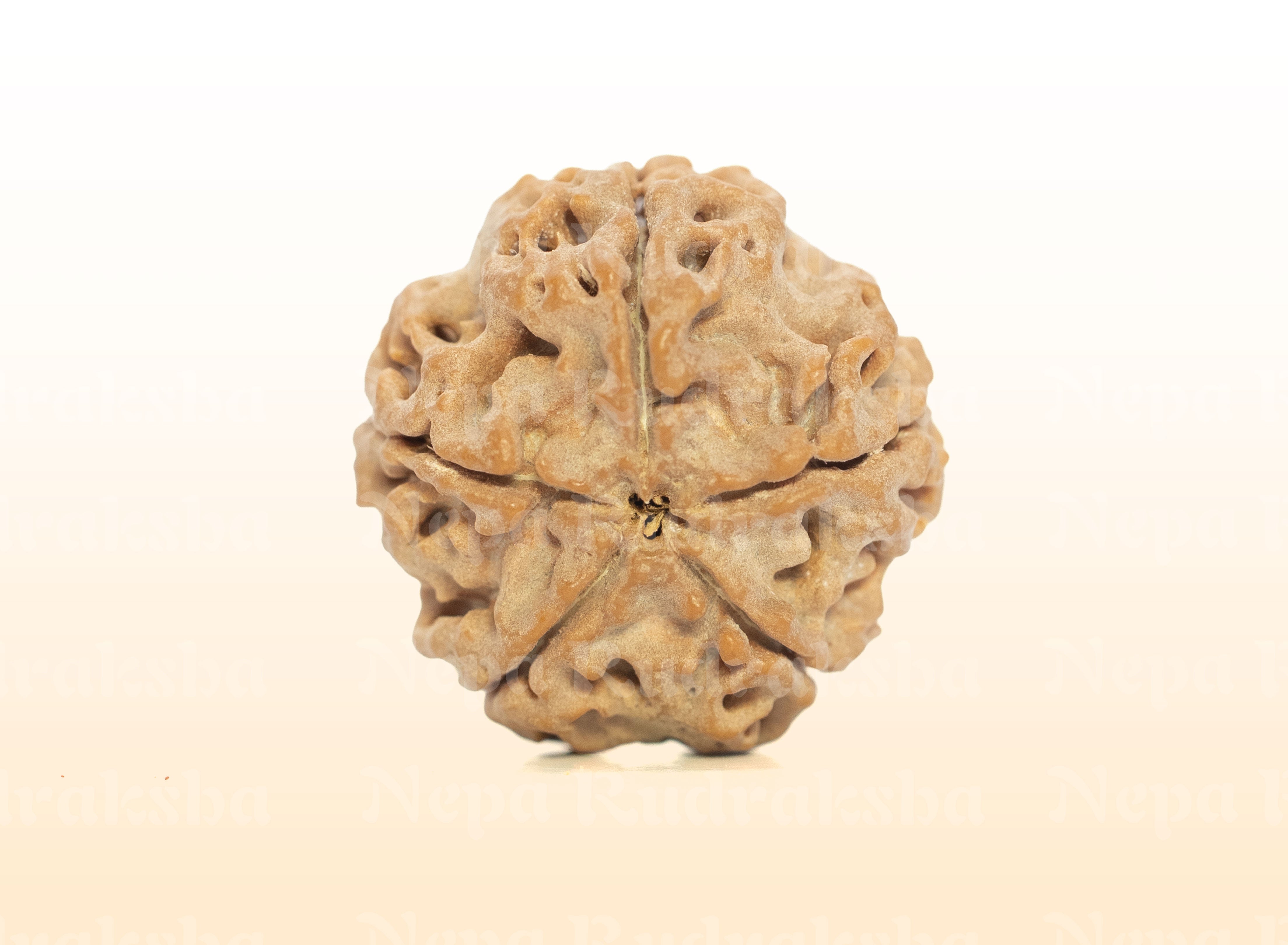 5 Mukhi (Medium) Rudraksha