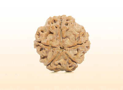 5 Mukhi (Medium) Rudraksha