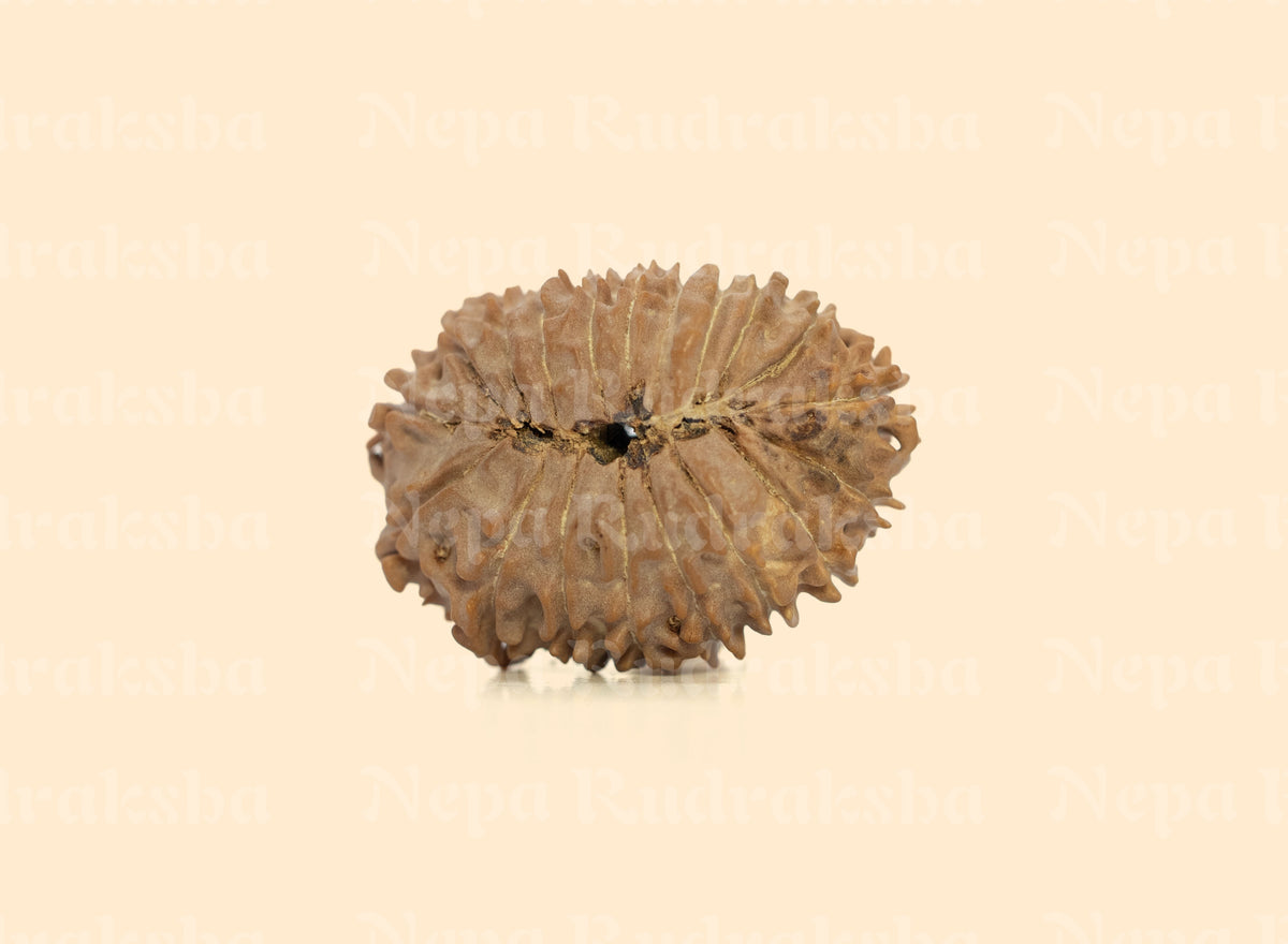 19 Mukhi (Regular)