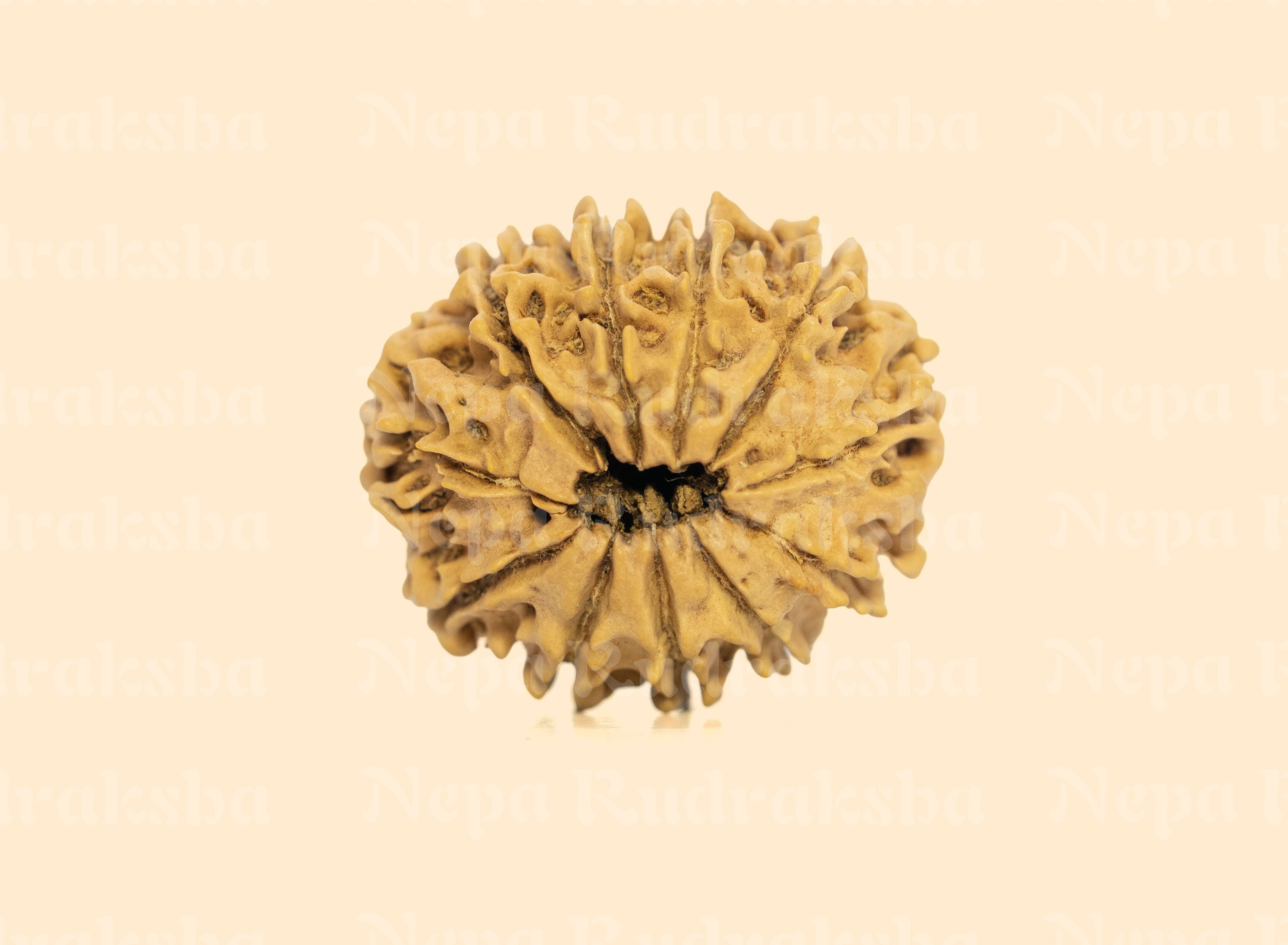 11 Mukhi (Regular) Rudraksha