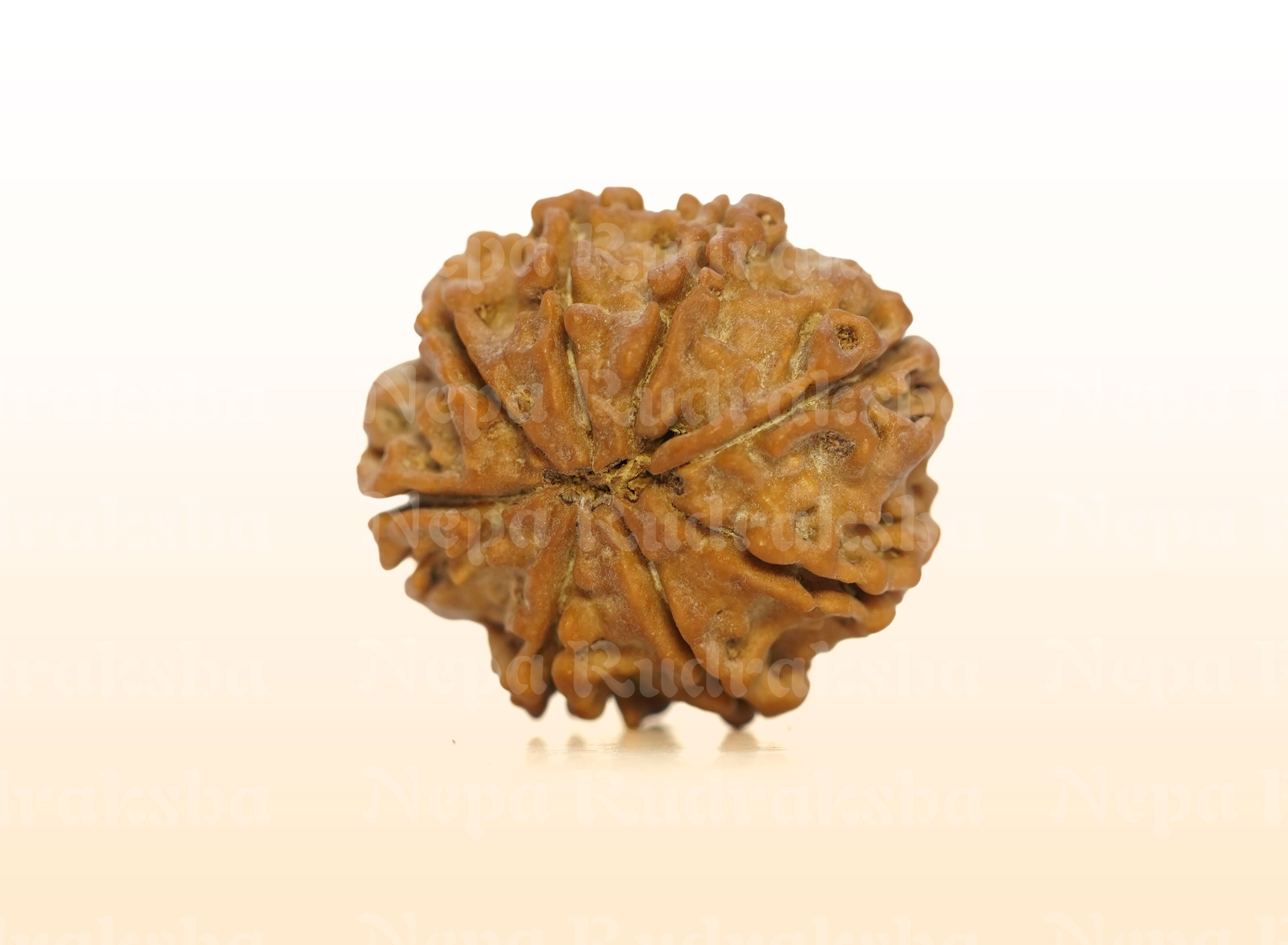 8 Mukhi (Medium) Rudraksha