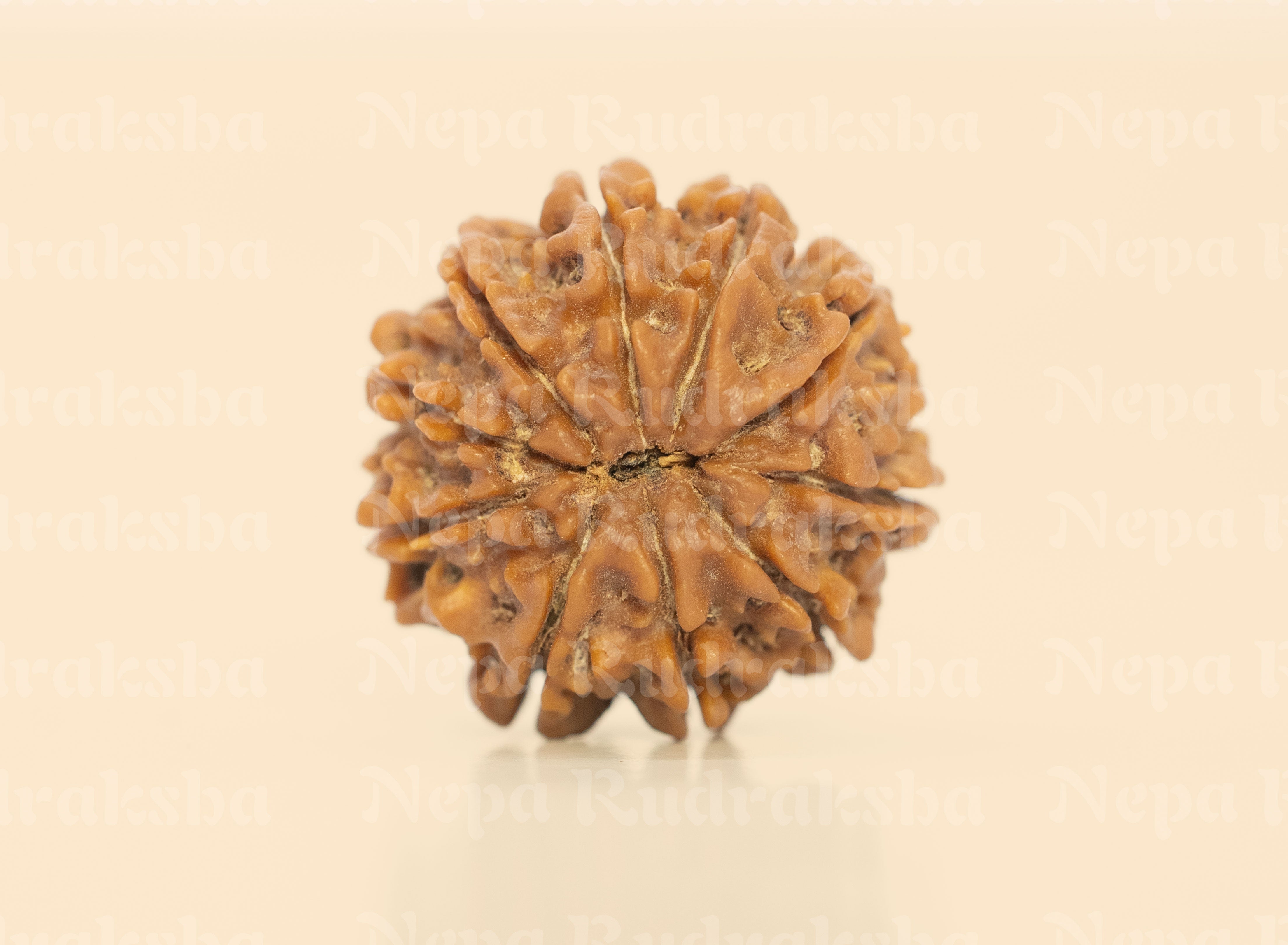 10 Mukhi (Regular) Rudraksha