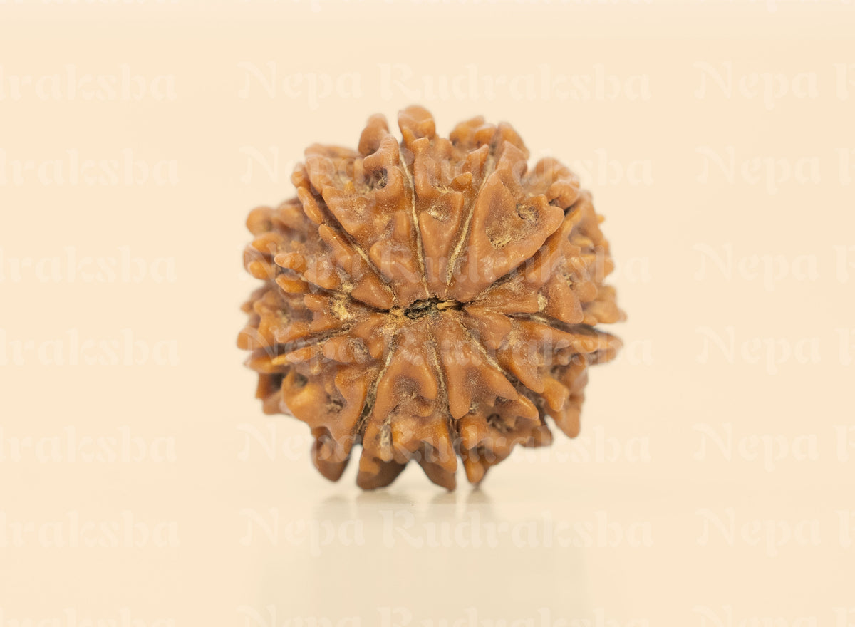 10 Mukhi (Regular) Rudraksha
