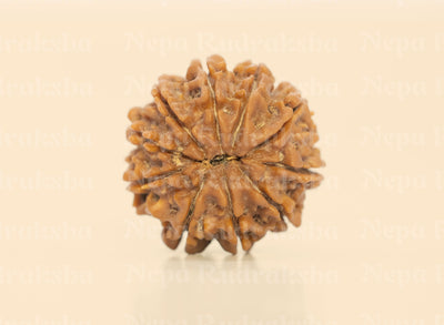 10 Mukhi (Regular) Rudraksha