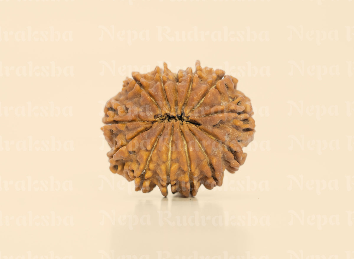 13 Mukhi (Medium) Rudraksha