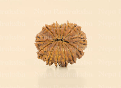 13 Mukhi (Medium) Rudraksha