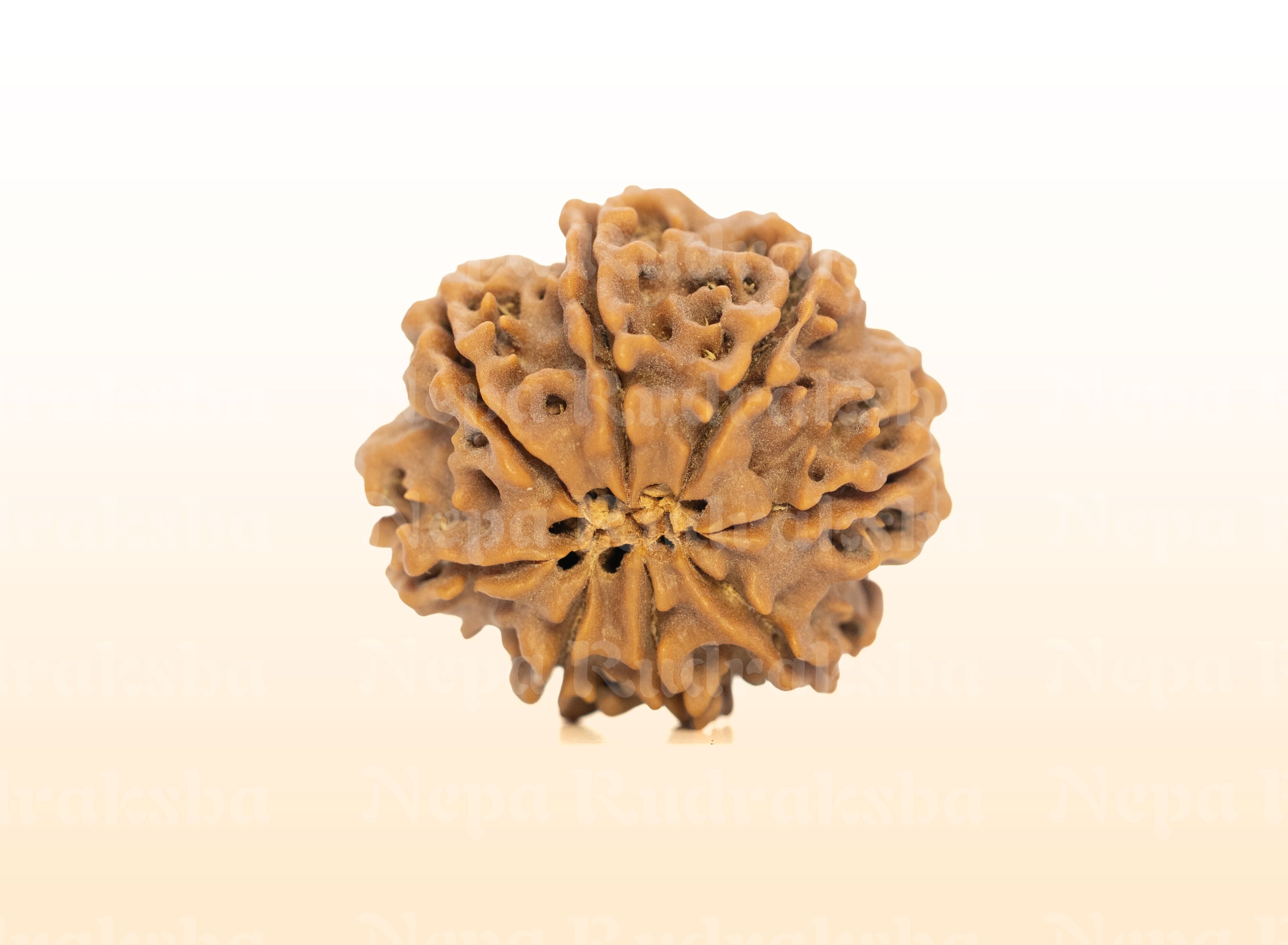 8 Mukhi (Collector) Rudraksha