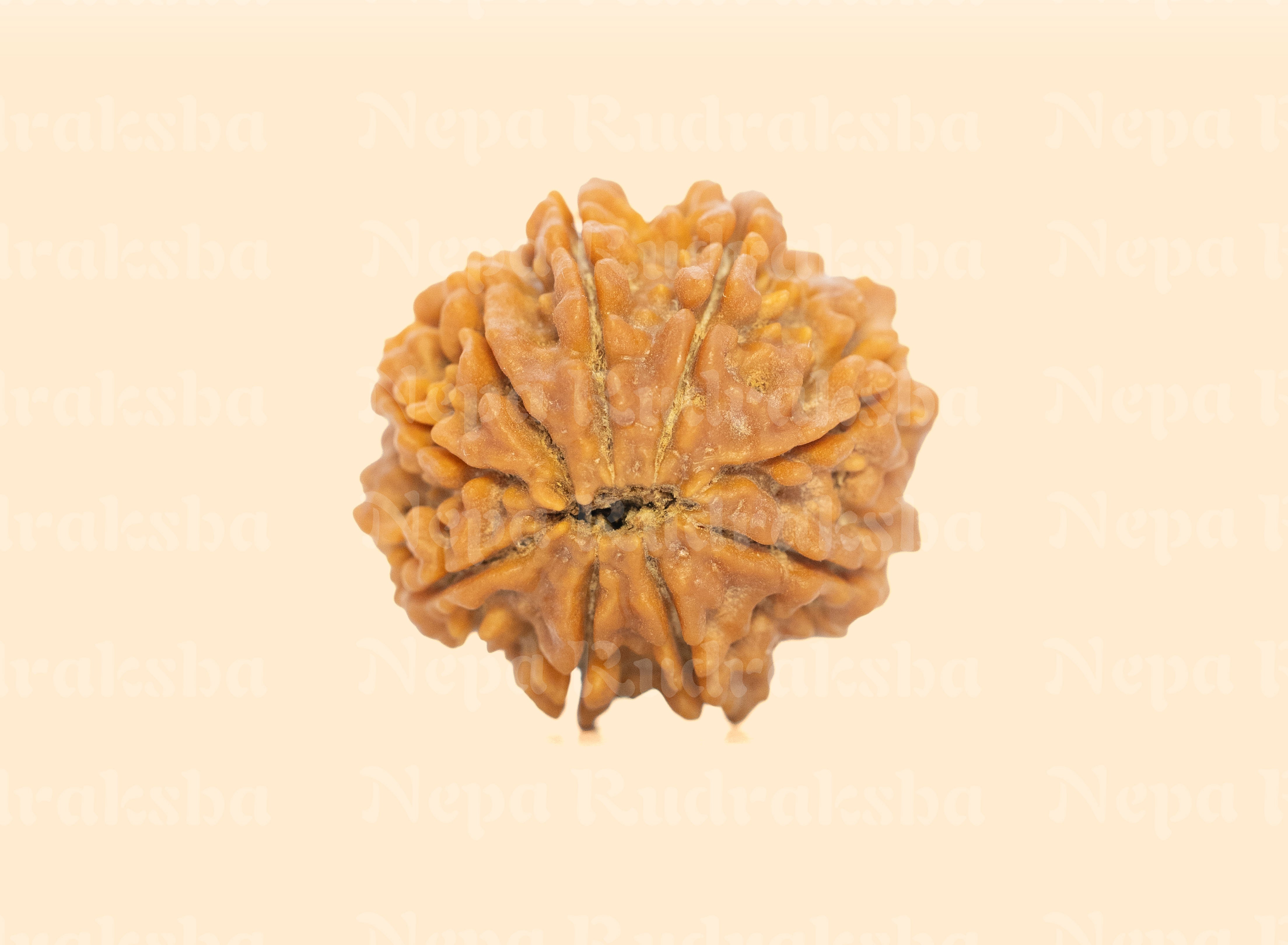 9 Mukhi (Medium) Rudraksha