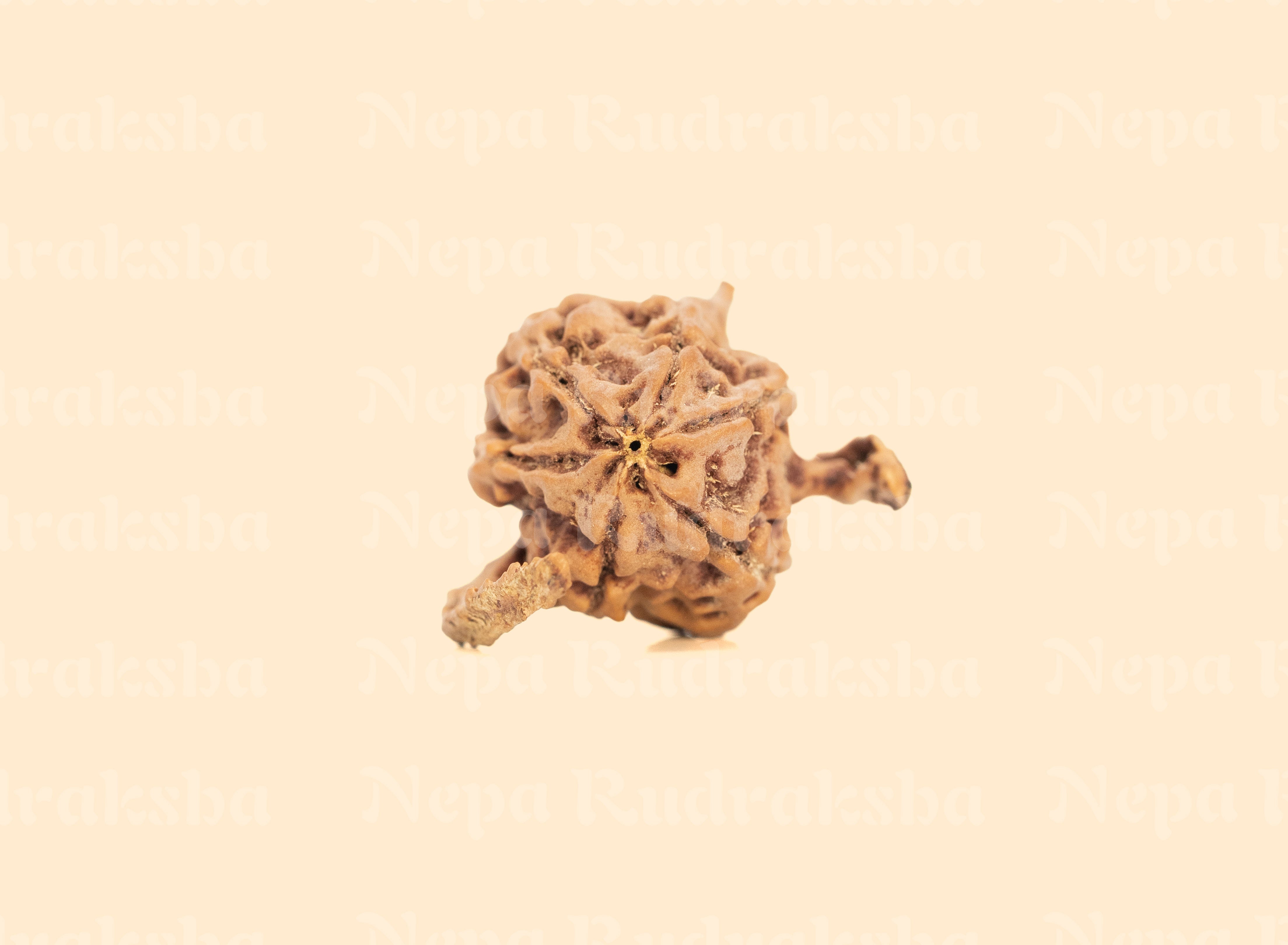 Nandi Rudraksha
