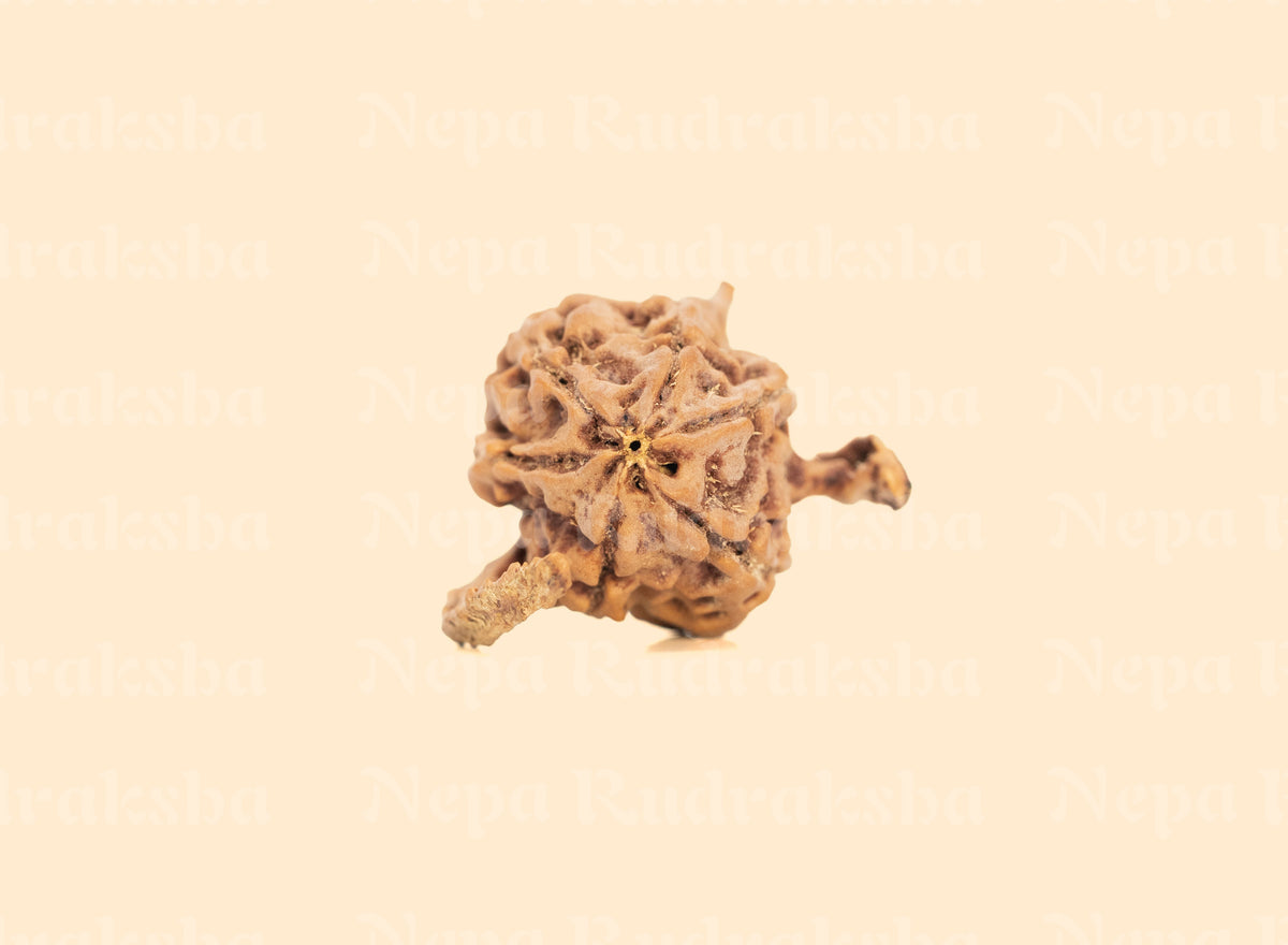 Nandi Rudraksha