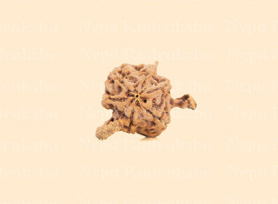 Nandi Rudraksha