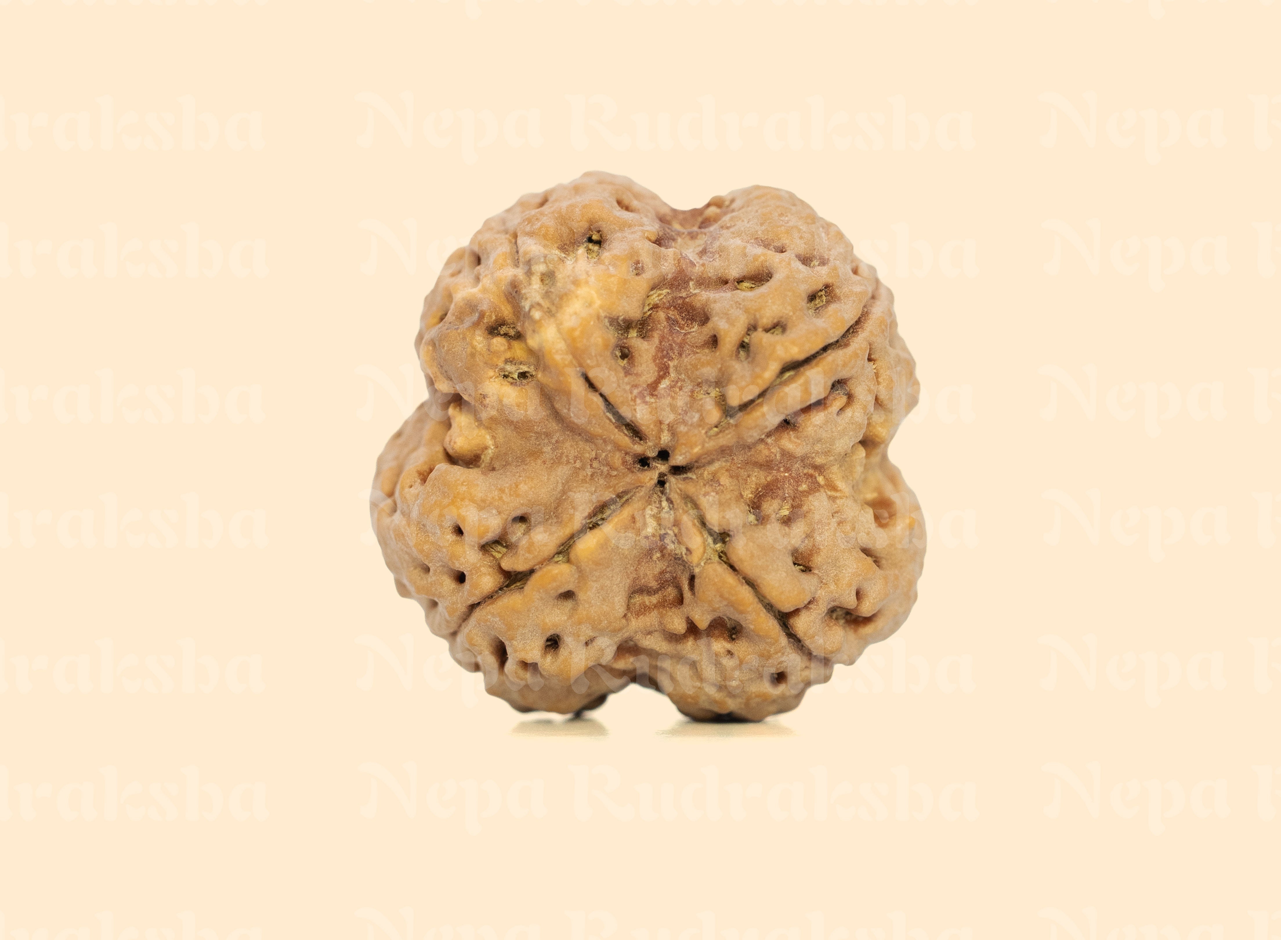 4 Mukhi (Super Collector) Rudraksha