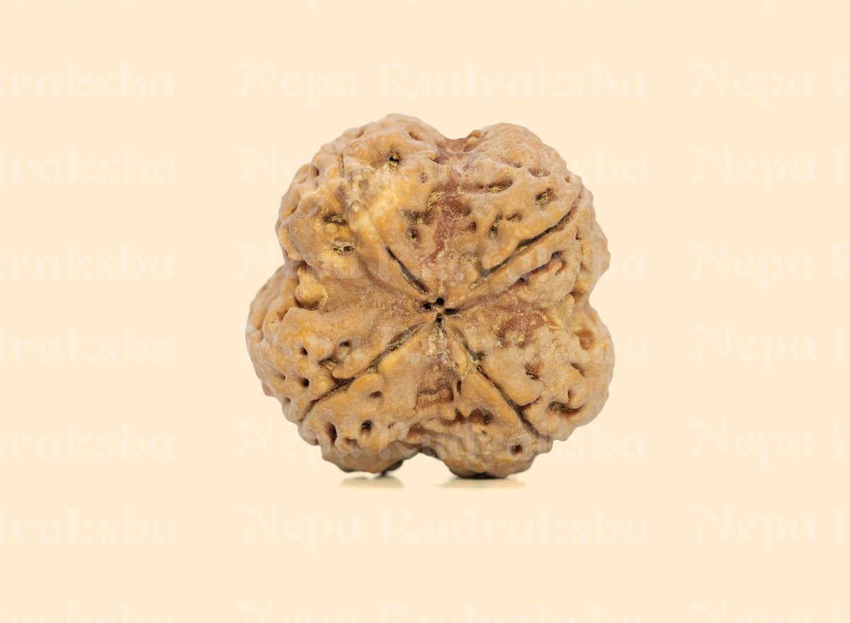 4 Mukhi (Super Collector) Rudraksha