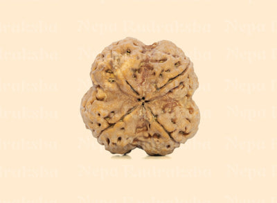 4 Mukhi (Super Collector) Rudraksha