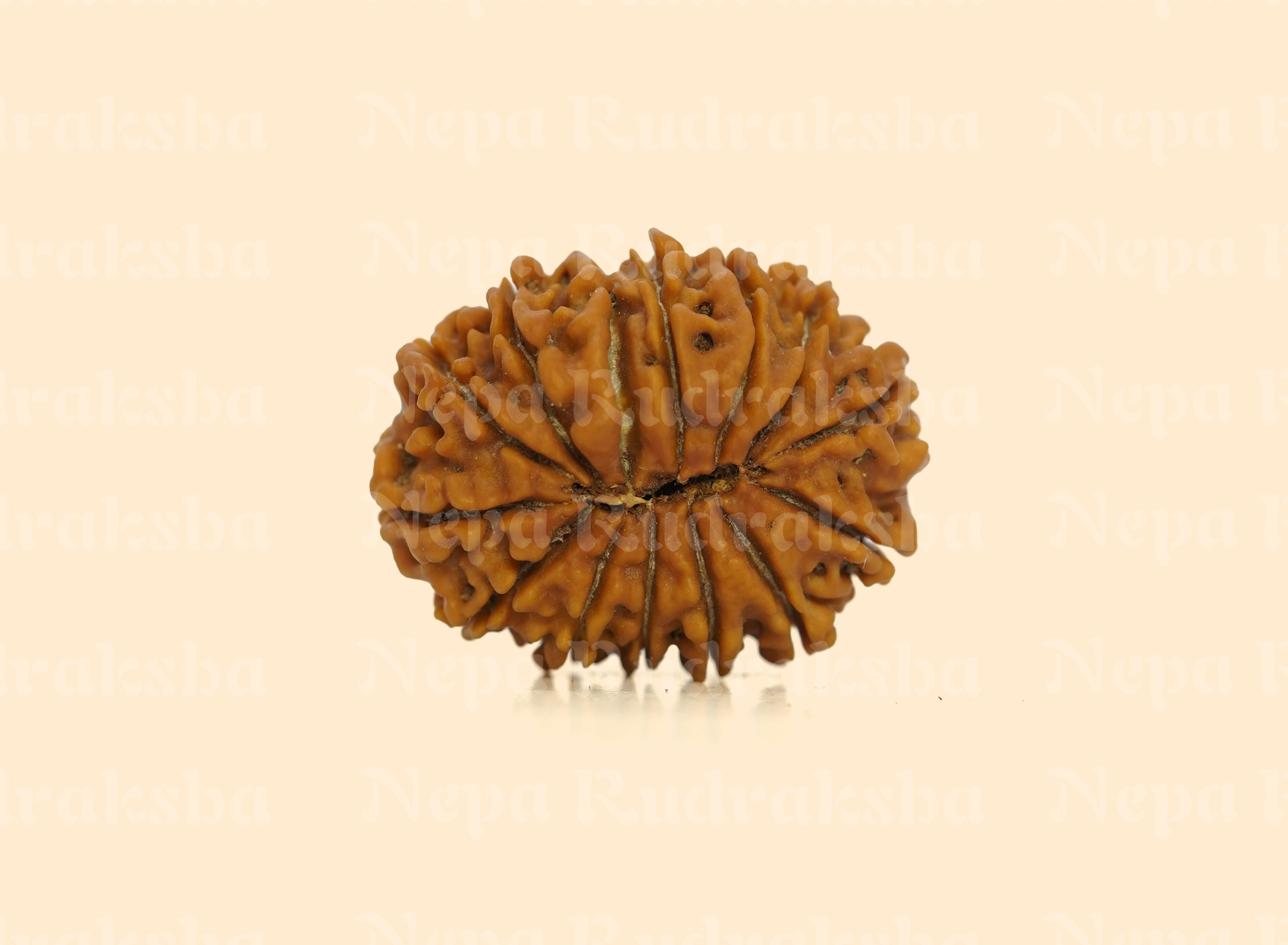 14 Mukhi (Regular)