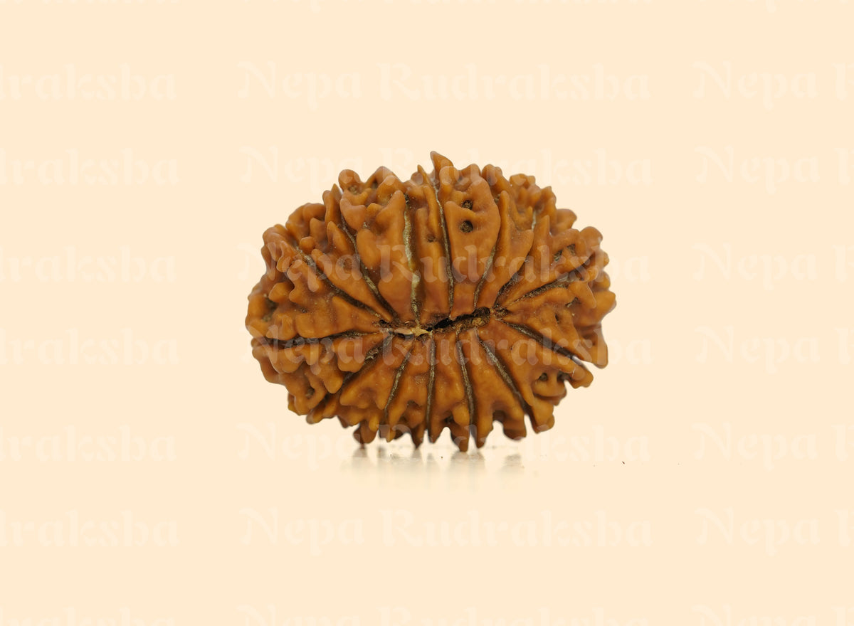 14 Mukhi (Regular)