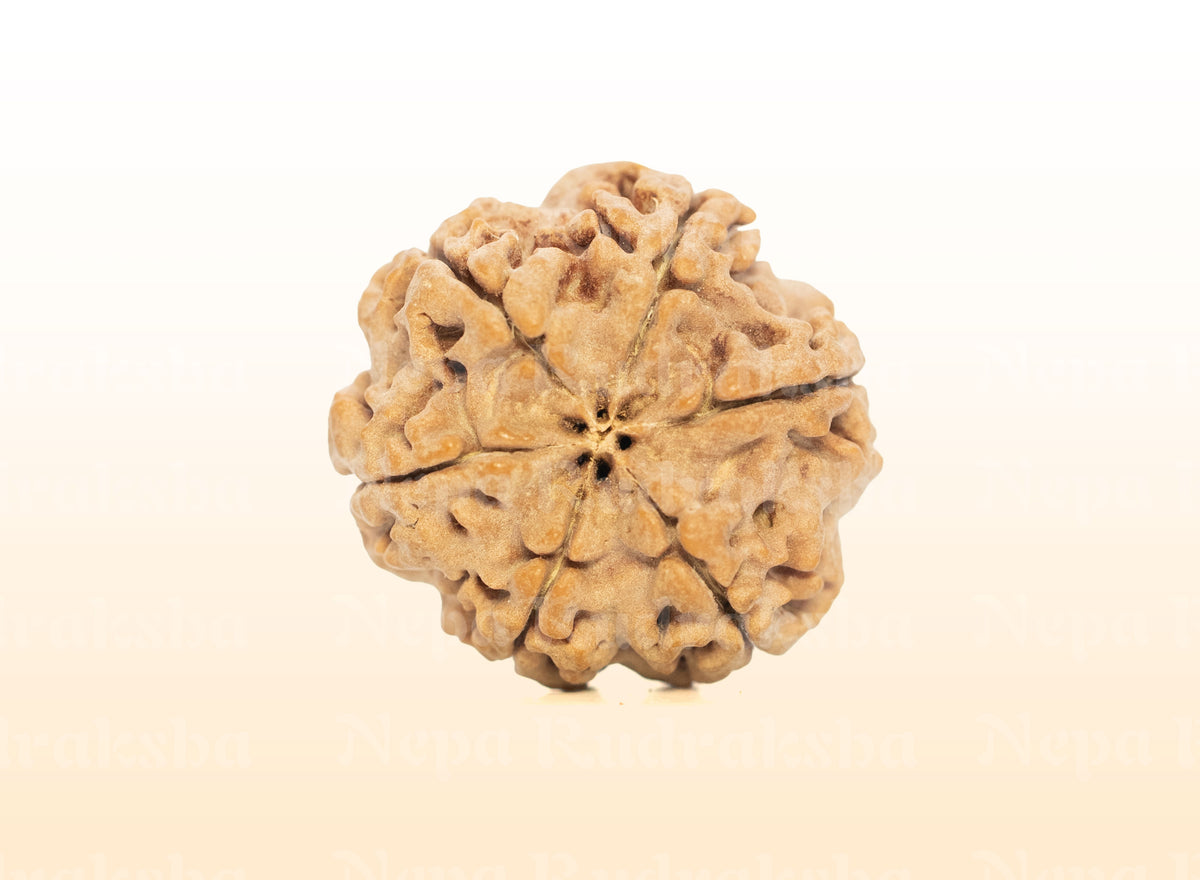 6 Mukhi (Medium) Rudraksha