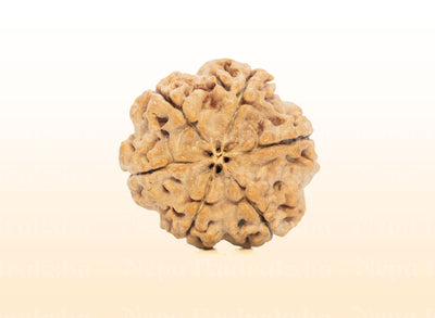 6 Mukhi (Medium) Rudraksha