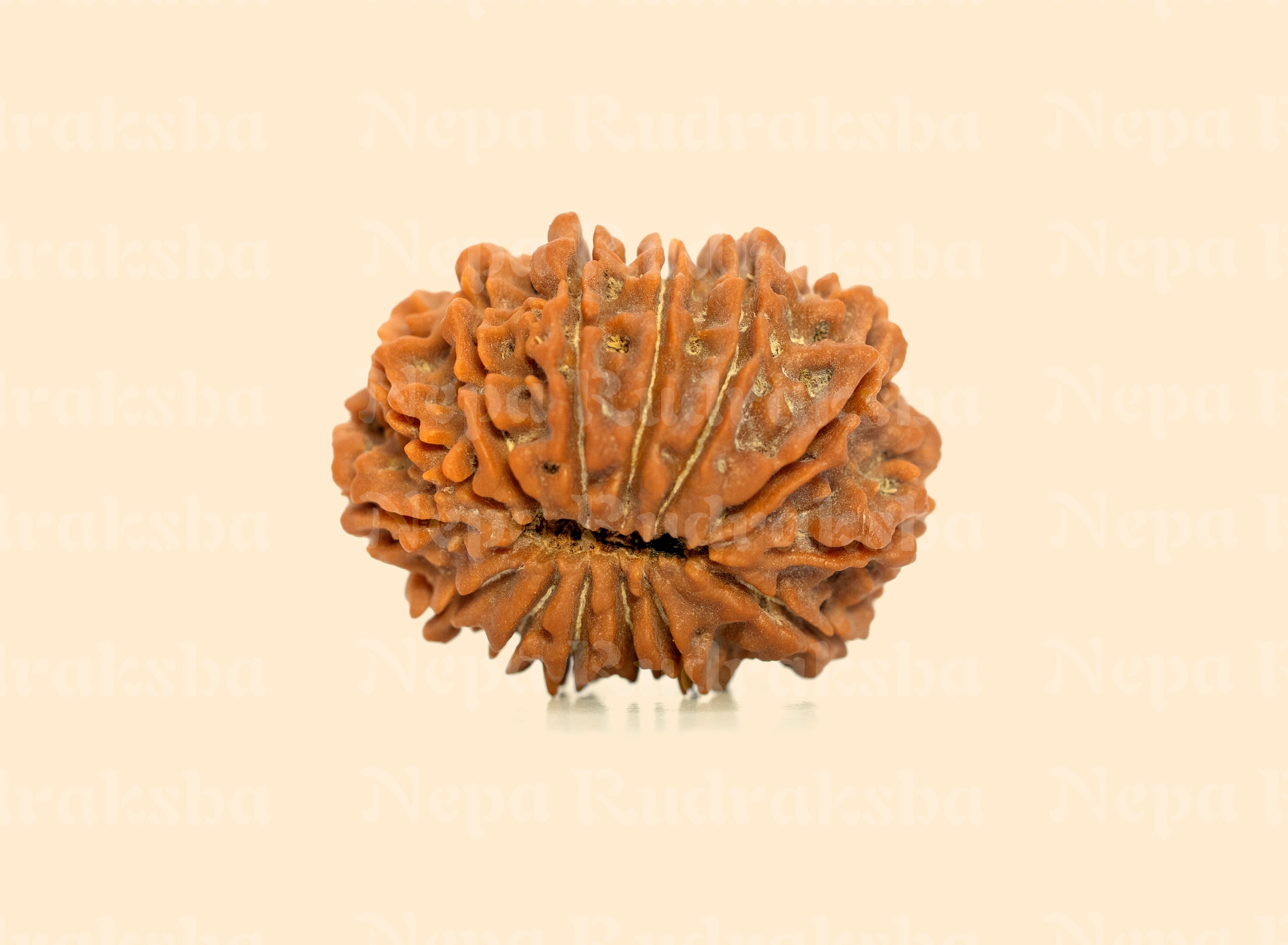 14 Mukhi (Super Collector) Rudraksha