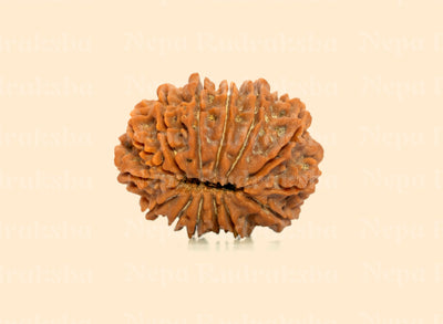 14 Mukhi (Super Collector) Rudraksha