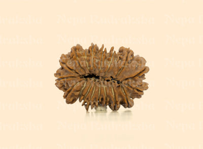 18 Mukhi Rudraksha