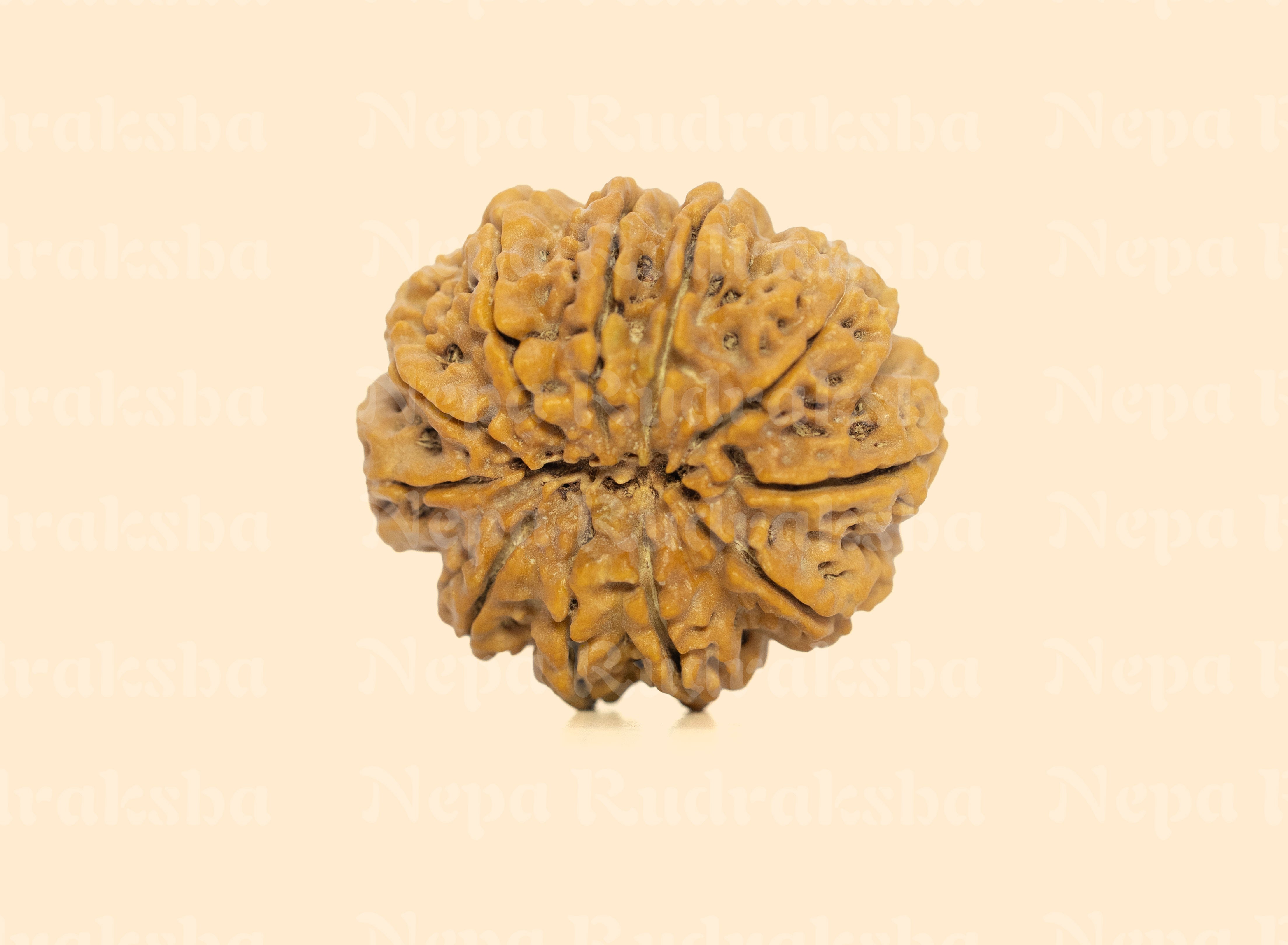 11 Mukhi (Super Collector) Rudraksha