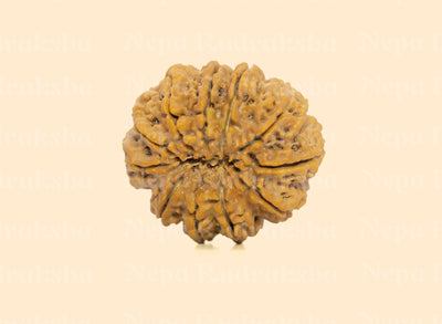11 Mukhi (Super Collector) Rudraksha