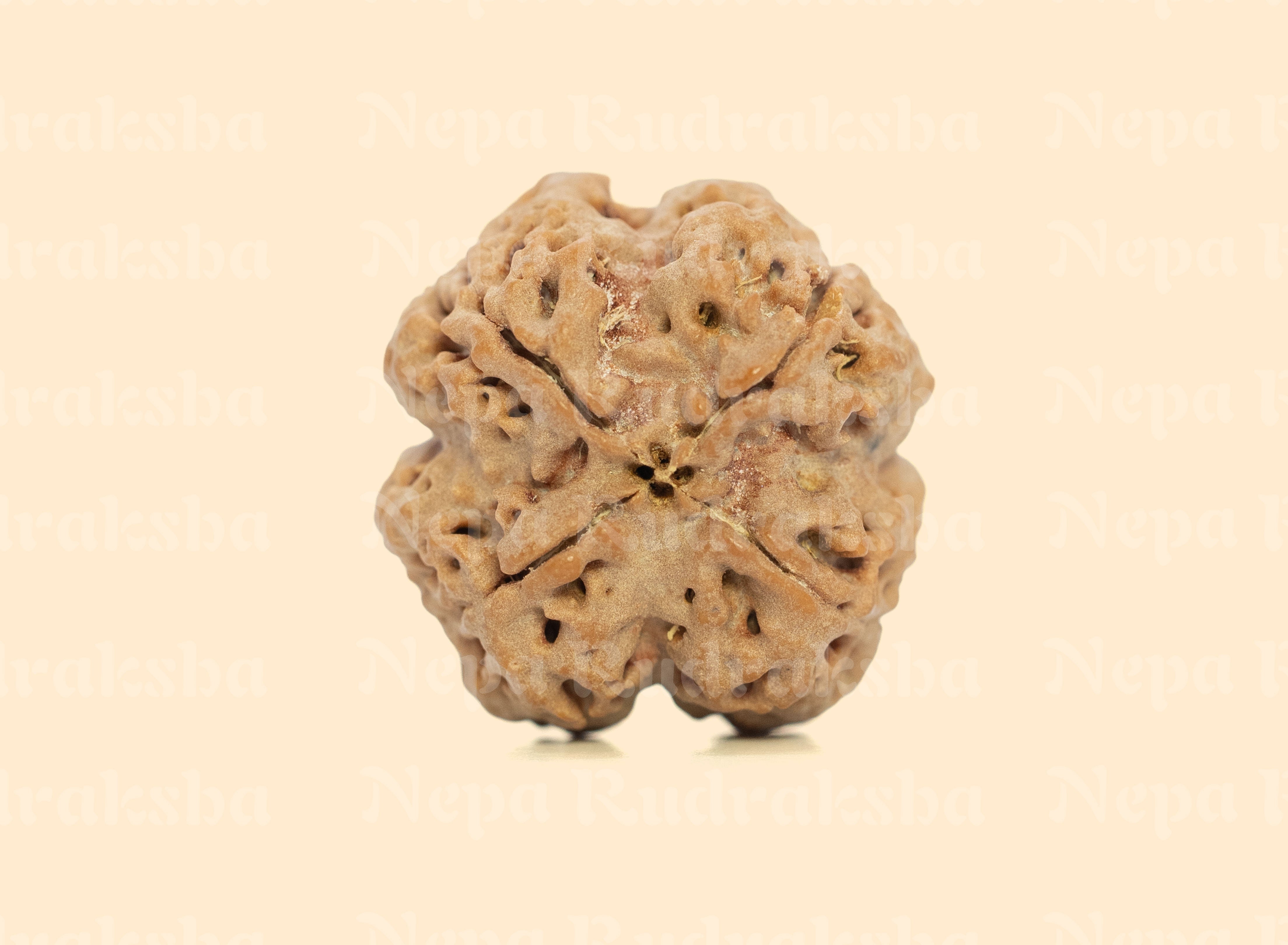 4 Mukhi (Medium) Rudraksha