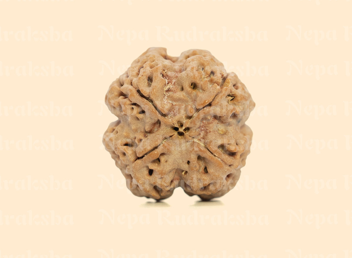 4 Mukhi (Medium) Rudraksha